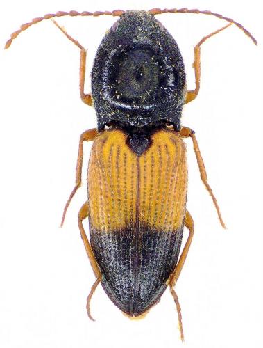 Dicronychus sp.